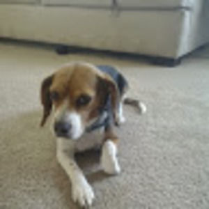 Meet your Posher, Chase